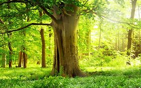 Ferienwohnung Am Weltnaturerbe Grumsin